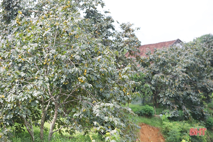 Hà Tĩnh: Loại quả giòn ngọt vào vụ, được mùa, được giá, nông dân "bỏ túi" hàng trăm triệu đồng - Ảnh 2.