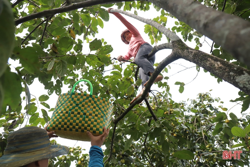 Hà Tĩnh: Loại quả giòn ngọt vào vụ, được mùa, được giá, nông dân "bỏ túi" hàng trăm triệu đồng - Ảnh 8.