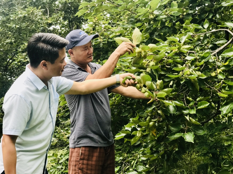 Trồng thứ quả phải ngâm nước 2 - 3 ngày mới ăn được, anh nông dân Lào Cai thu 300 - 350 triệu đồng/năm - Ảnh 1.