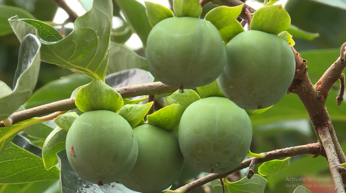 Mê mẩn ngắm mãi không chán vườn hồng không hạt ở cao nguyên Quản Bạ của Hà Giang - Ảnh 3. Mê mẩn ngắm mãi không chán vườn hồng không hạt ở cao nguyên Quản Bạ của Hà Giang - Ảnh 3.
