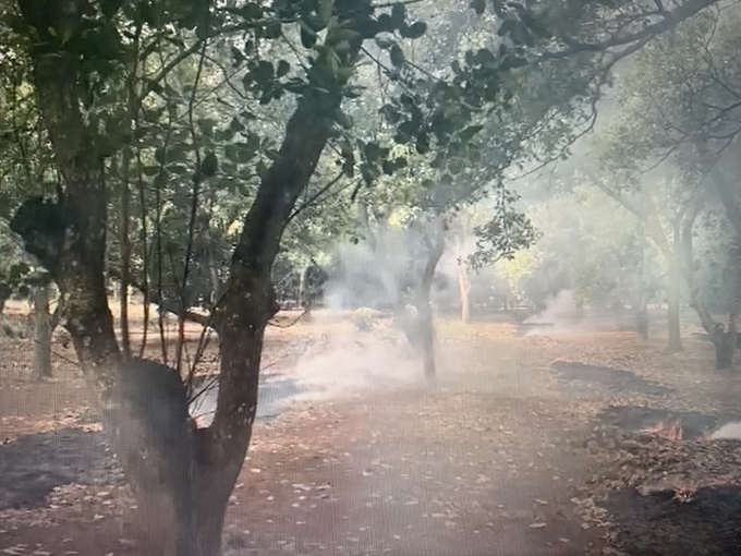 hun-khoi-kiem-soat-bo-xit-muoi-hai-dieu-1537_20211130_94.jpg Hun khói kiểm soát bọ xít muỗi hạt điều. Ảnh: Trần Trung.