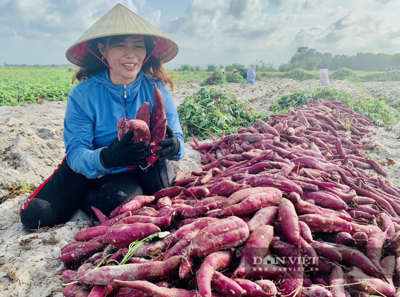 Có 3 thứ không được tồn dư trên khoai lang tím của Việt Nam khi xuất khẩu sang Trung Quốc - Ảnh 1. Có 3 thứ không được tồn dư trên khoai lang tím của Việt Nam khi xuất khẩu sang Trung Quốc - Ảnh 1.