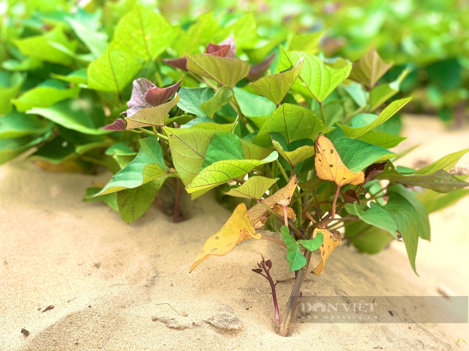 Một làng ở Quảng Bình nông dân thu hàng trăm triệu nhờ trồng khoai lang tím - Ảnh 6.