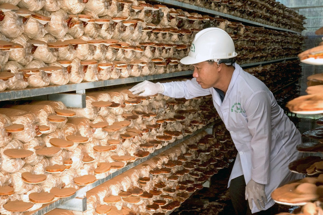 Nấm sạch miền Trung tự tin vào siêu thị - Ảnh 1.