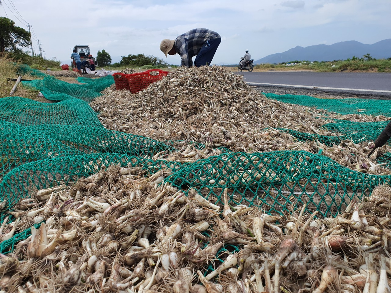 Thời tiết bất lợi, nông dân trồng kiệu Tết Khánh Hòa ít vui - Ảnh 2.