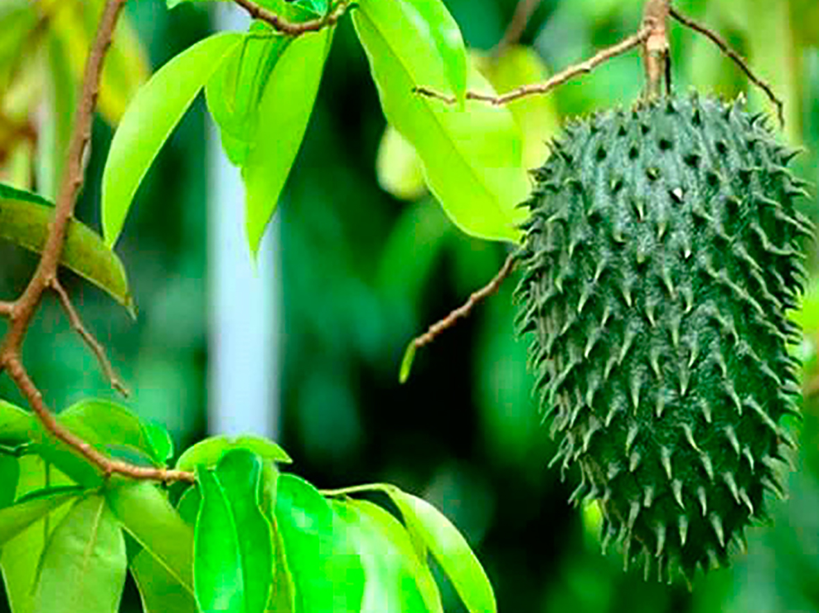 Chuyện đùa hóa thật: Những loại lá rụng đầy đường vốn chỉ để bỏ đi, nay thành "đặc sản" rất đắt hàng - Ảnh 6.