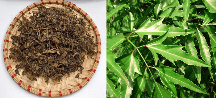 Chuyện đùa hóa thật: Những loại lá rụng đầy đường vốn chỉ để bỏ đi, nay thành "đặc sản" rất đắt hàng - Ảnh 9.