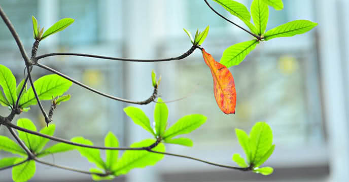 Chuyện đùa hóa thật: Những loại lá rụng đầy đường vốn chỉ để bỏ đi, nay thành "đặc sản" rất đắt hàng - Ảnh 1.