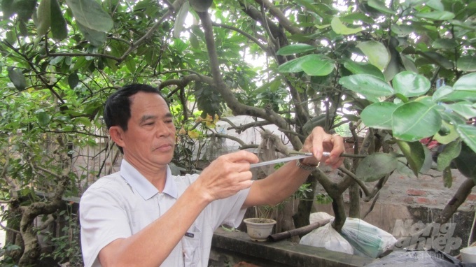 2-212059_895.jpg Ông Lê Đình Đoan trình diễn kỹ thuật ghép đoạn cành trên cây có múi. Ảnh: H. Tiến.