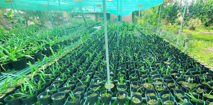 Một nông dân Bến Tre sở hữu hơn 200 loại lan huệ cánh kép - Ảnh 7.