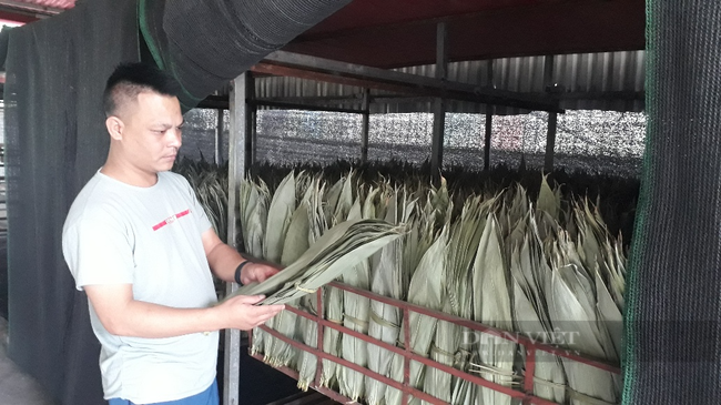 Sấy thứ lá bỏ đi đem xuất khẩu, một công ty ở Lai Châu “hái” ra tiền  - Ảnh 2.