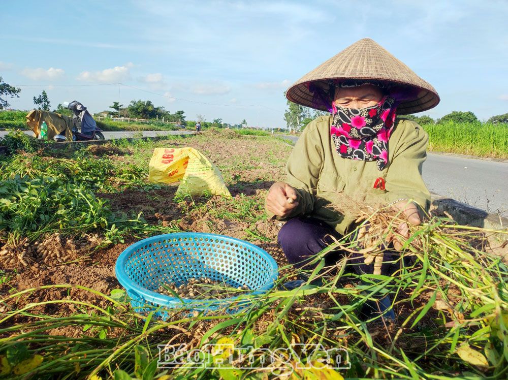 Hưng Yên thắng vụ lạc xuân, nông dân phấn khởi bán tươi ngay tại ruộng, thu tiền tươi - Ảnh 1. Hưng Yên thắng vụ lạc xuân, nông dân phấn khởi bán tươi ngay tại ruộng, thu tiền tươi - Ảnh 1.