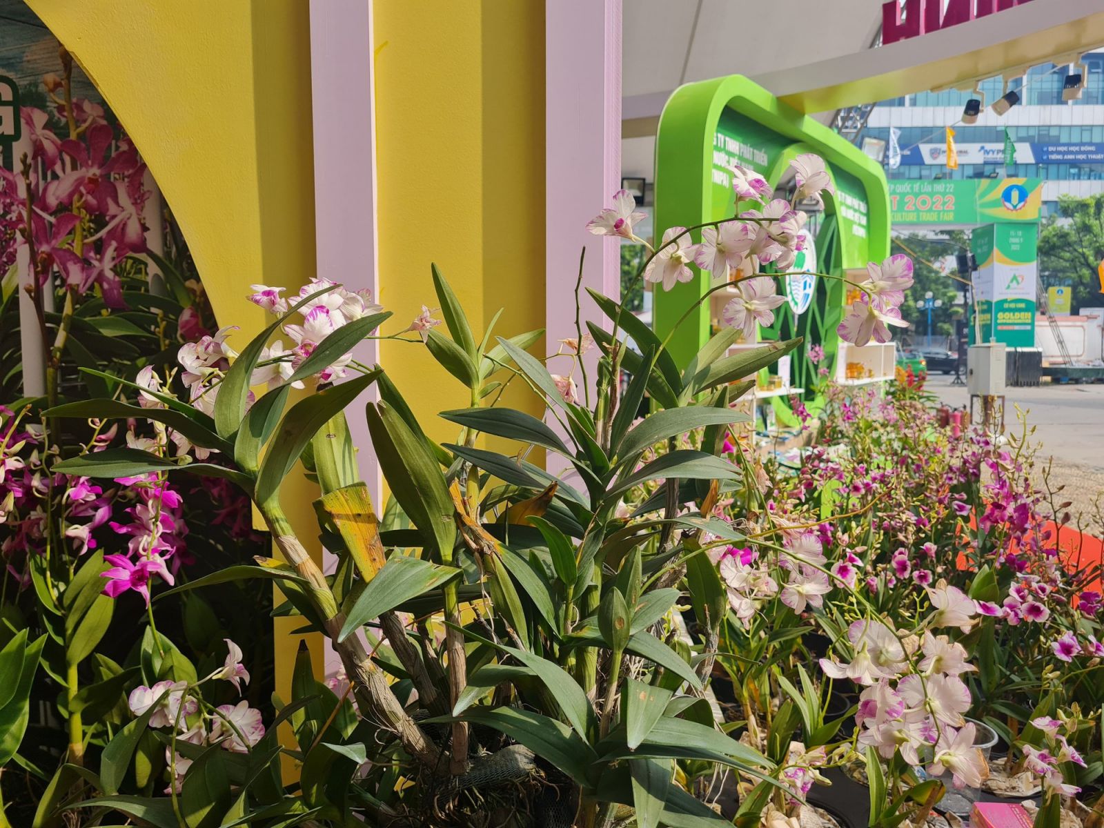 Một loài lan đột biến xuất hiện tại hội chợ lớn nhất của ngành nông nghiệp - Ảnh 2.