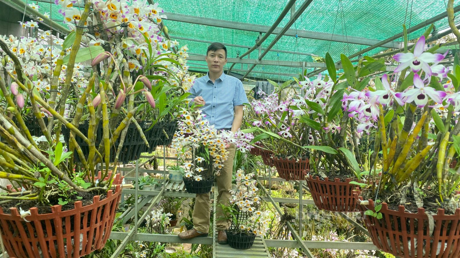 Lai Châu: Trồng bạt ngàn lan rừng, có nhiều hoa lan đột biến quý hiếm, thầy giáo vùng cao bất ngờ hái ra tiền - Ảnh 3.