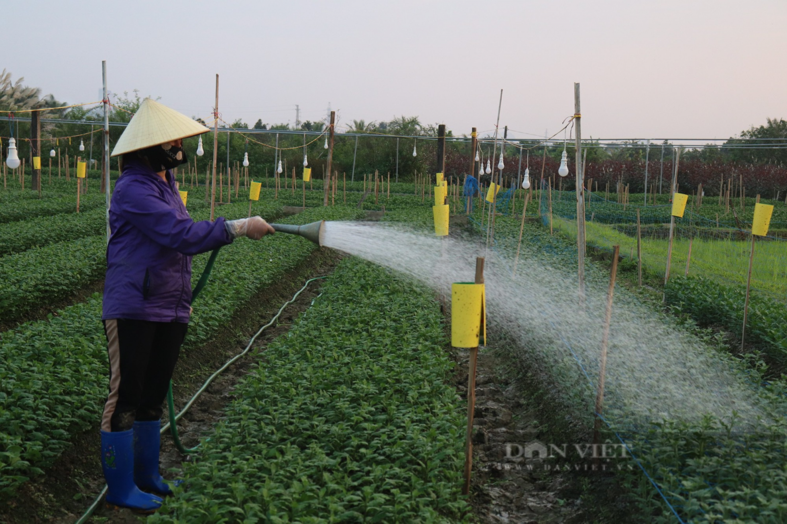 Thanh Hoá: Làng hoa lớn nhất tỉnh tất bật vào vụ Tết 2023 - Ảnh 3.