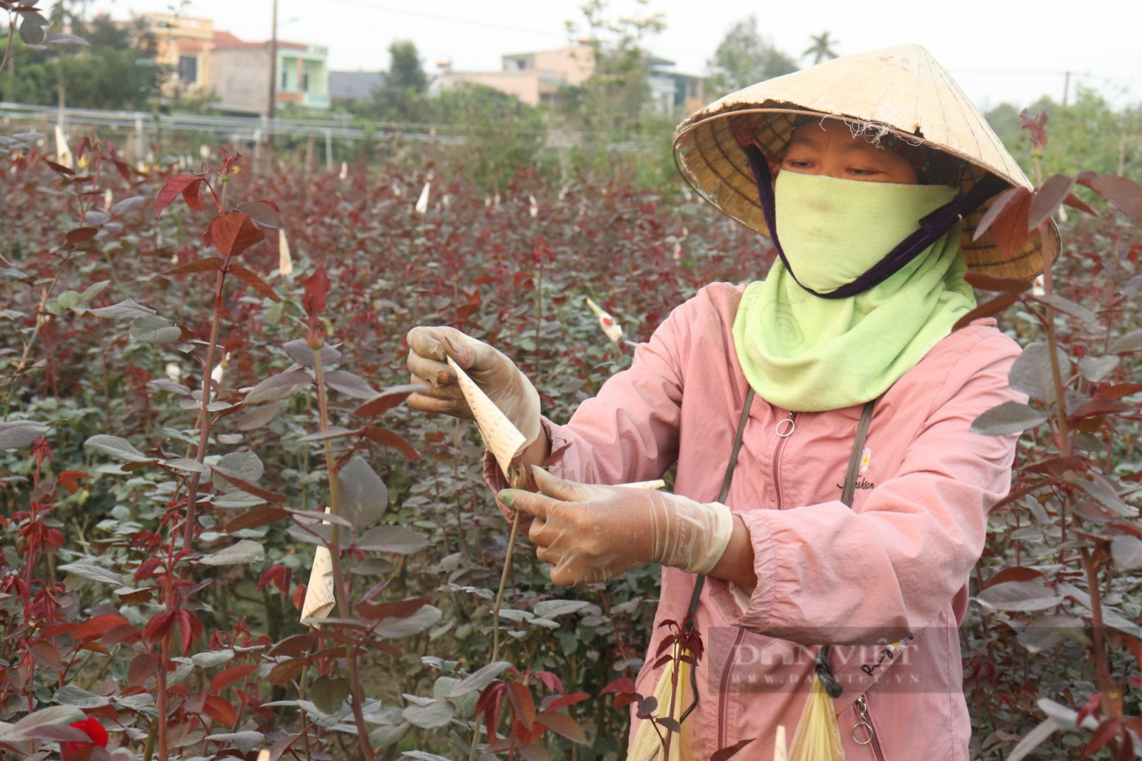 Thanh Hoá: Làng hoa lớn nhất tỉnh tất bật vào vụ Tết 2023 - Ảnh 4.