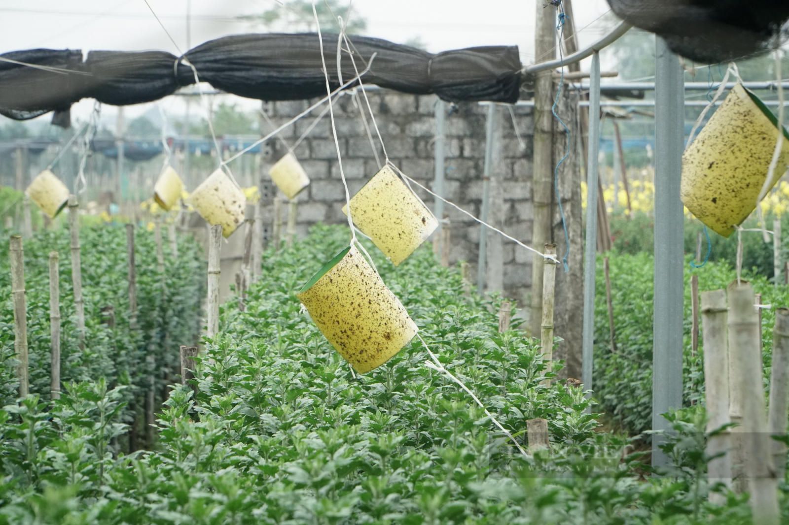 Thanh Hoá: Làng hoa lớn nhất tỉnh tất bật vào vụ Tết 2023 - Ảnh 5.