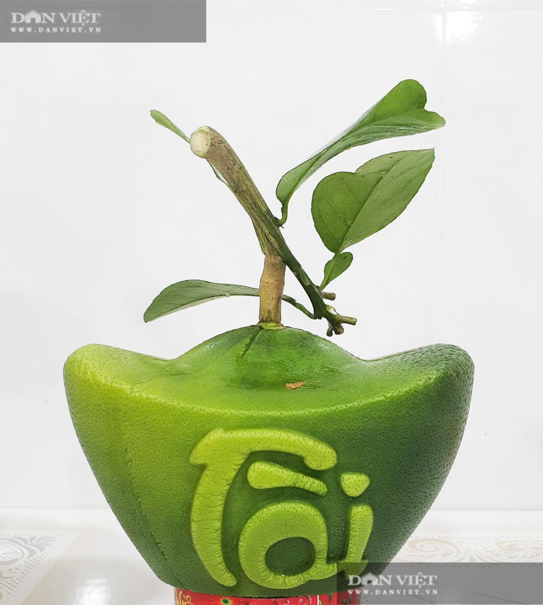 Lạ ở Bến Tre: Trái bưởi có hình hoa mai giá 1 triệu đồng/trái - Ảnh 2.