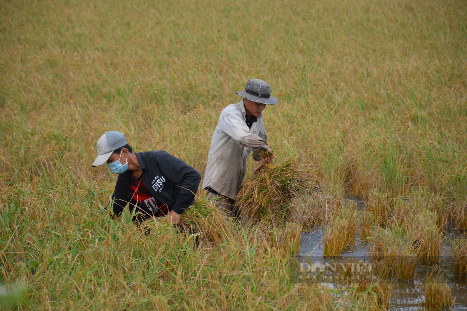 Cà Mau: Nông dân tự giác trồng lúa trên đất nuôi tôm - Ảnh 2.