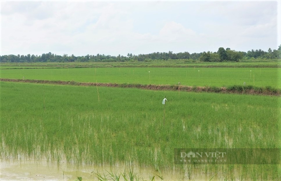 Cà Mau: Nông dân tự giác trồng lúa trên đất nuôi tôm - Ảnh 4.