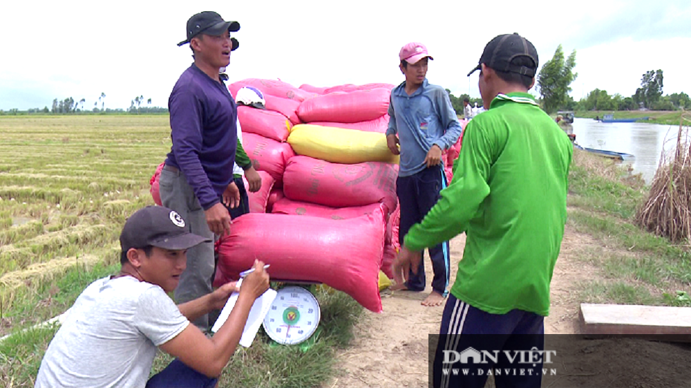 Long An: Giá chanh, thanh long lao dốc không phanh, nông dân chỉ còn hạt vàng này làm “cứu cánh” - Ảnh 4.