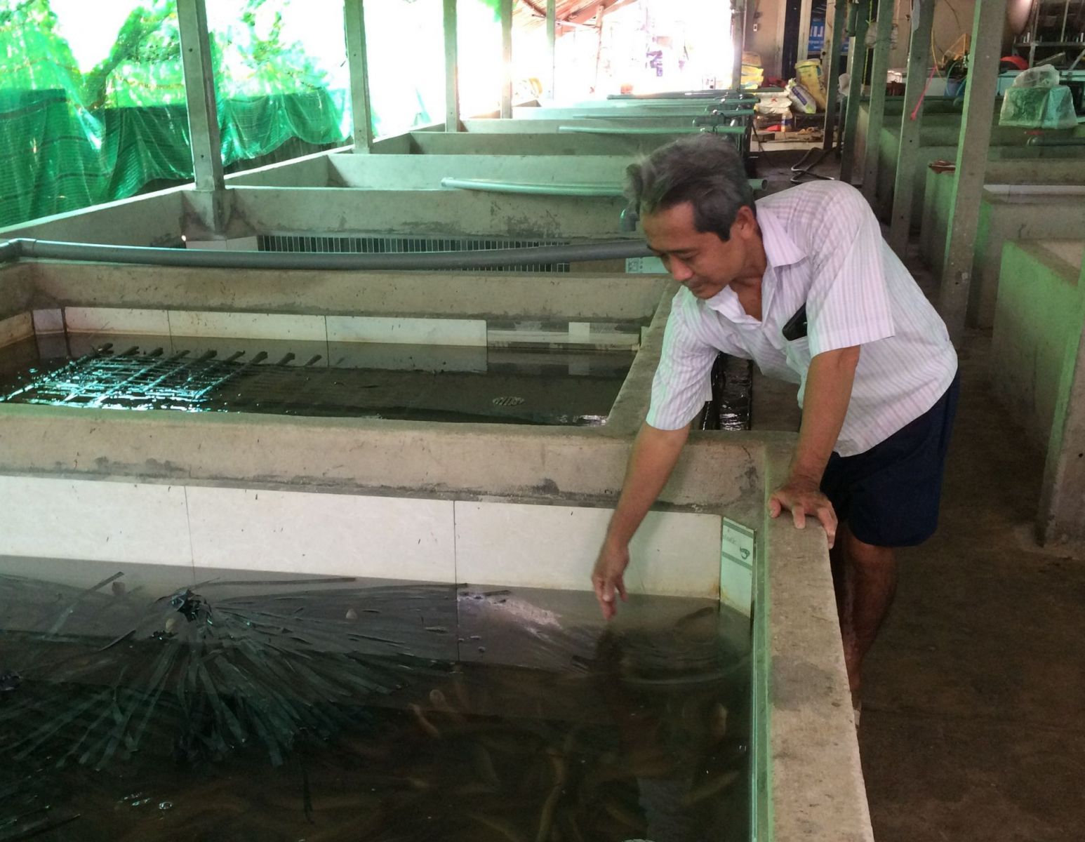 Làm hồ trên cạn nuôi dày đặc con đặc sản, một nông dân Tây Ninh khiến cả làng phục lăn - Ảnh 2.