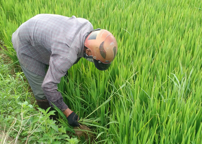Nông dân Phú Yên chăm sóc lúa hè thu đảm bảo khuyến cáo '5K' trong phòng chống dịch bệnh Covid-19. Ảnh: KS.