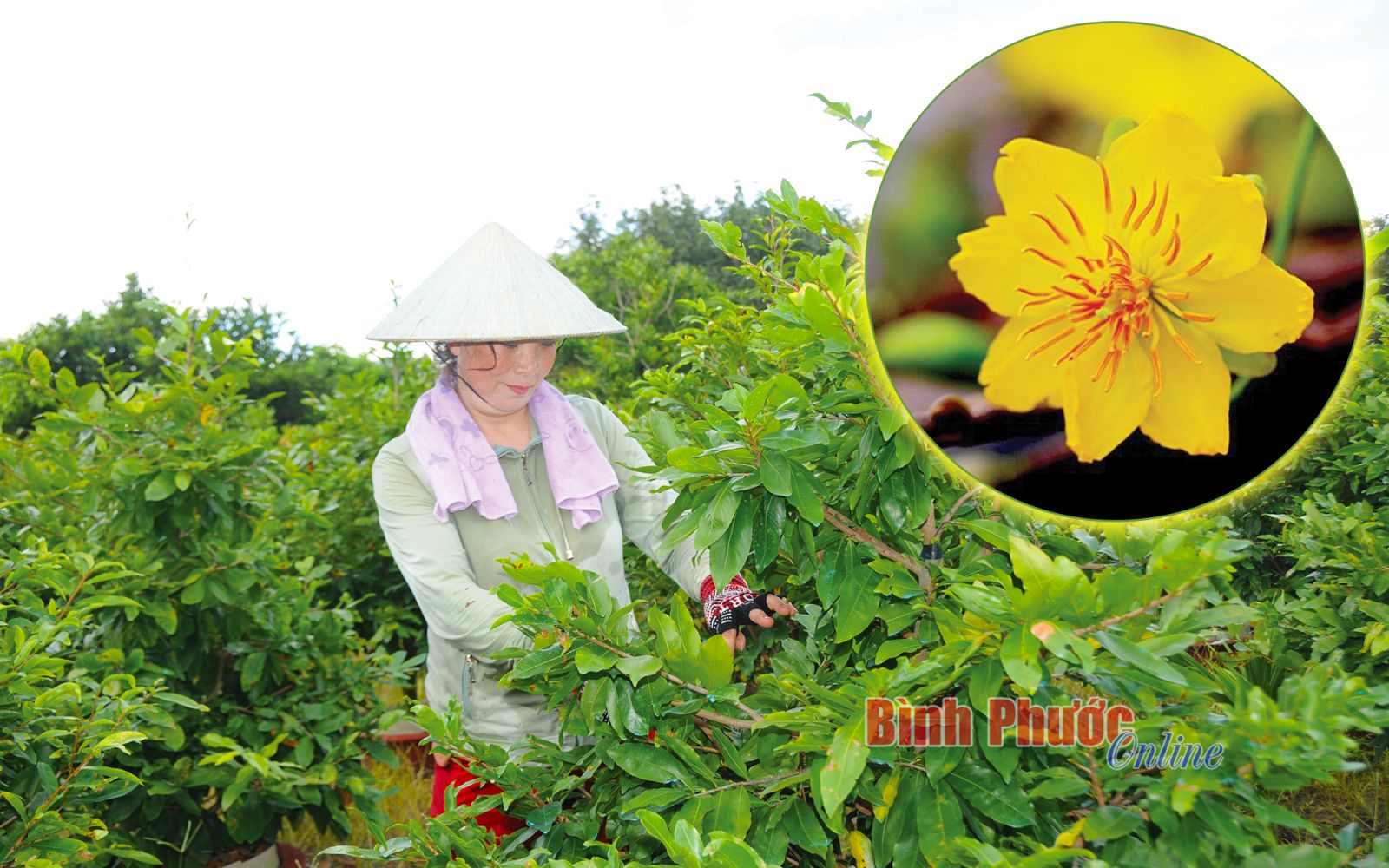 Bình Phước: Một chị tỷ phú nông dân bỏ vườn tiêu "liều" trồng mai vàng, bất ngờ thu hơn 1 tỷ - Ảnh 1. Bình Phước: Một chị tỷ phú nông dân bỏ vườn tiêu "liều" trồng mai vàng, bất ngờ thu hơn 1 tỷ - Ảnh 1.