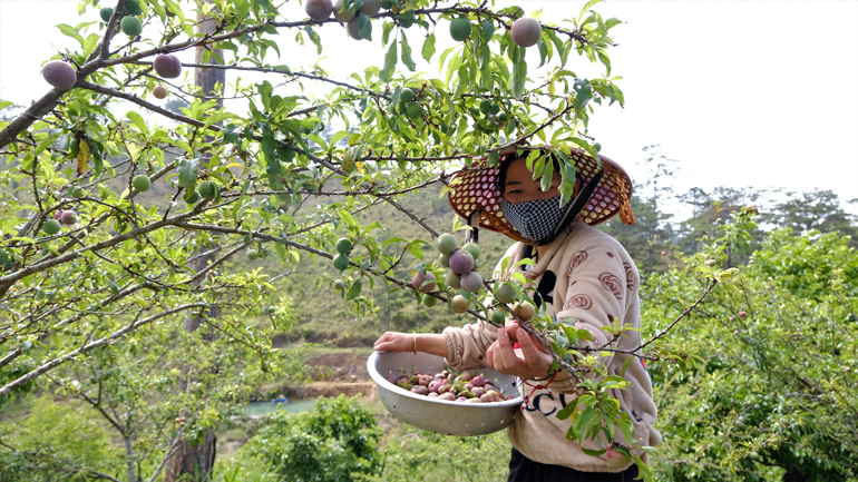 Cứ ngỡ vườn mận tam hoa này ở miền Bắc, hóa ra ở Lâm Đồng, cây thấp tè đã ra đầy trái, bán 70-100.000 đồng/kg - Ảnh 4. Cứ ngỡ vườn mận tam hoa này ở miền Bắc, hóa ra ở Lâm Đồng, cây thấp tè đã ra đầy trái, bán 70-100.000 đồng/kg - Ảnh 4.