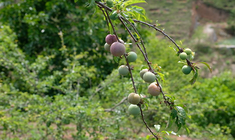 Cứ ngỡ vườn mận tam hoa này ở miền Bắc, hóa ra ở Lâm Đồng, cây thấp tè đã ra đầy trái, bán 70-100.000 đồng/kg - Ảnh 3. Cứ ngỡ vườn mận tam hoa này ở miền Bắc, hóa ra ở Lâm Đồng, cây thấp tè đã ra đầy trái, bán 70-100.000 đồng/kg - Ảnh 3.