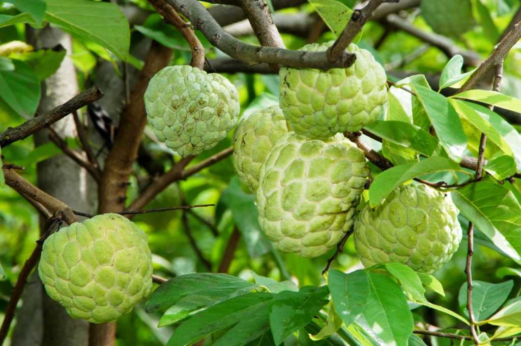 Loại quả lắm mắt không đếm xuể bán đầy ngoài chợ hóa ra có công dụng như "thần dược" mà ít ai biết - Ảnh 5.