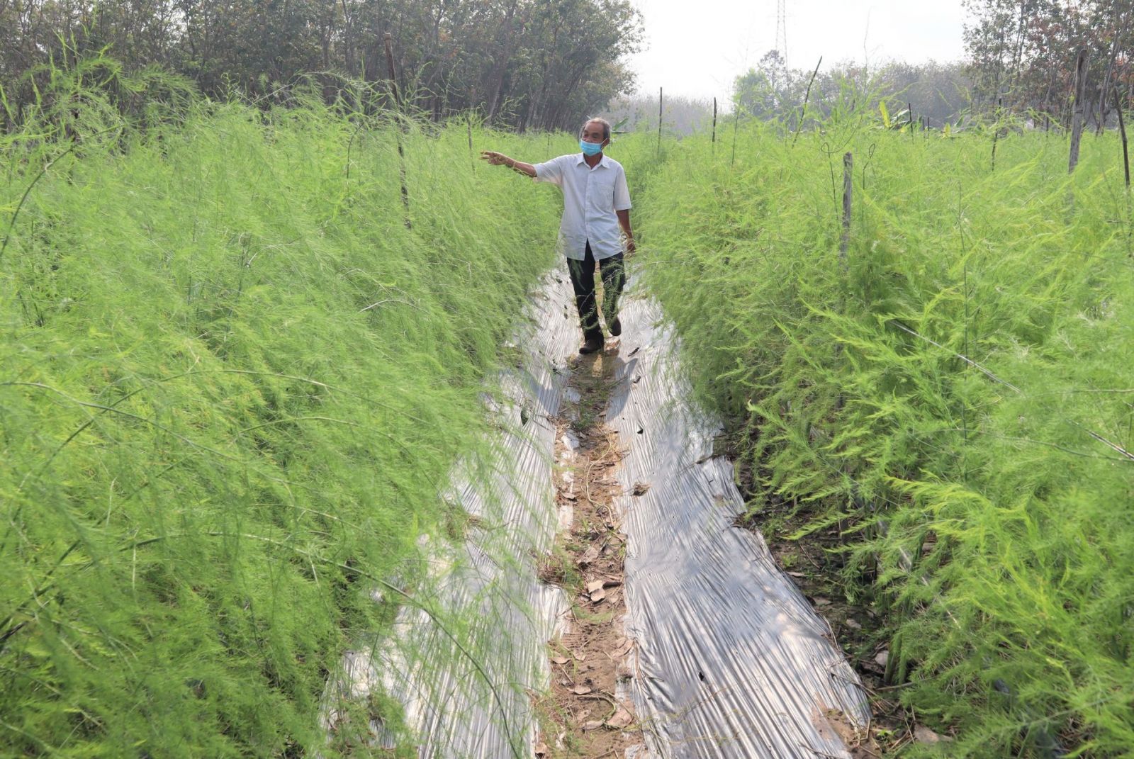 6 loại rau kiểu gì cũng có trong bữa ăn ngày Tết, lại còn tốt cho sức khỏe, dễ trồng, bán đắt hàng - Ảnh 4. 6 loại rau kiểu gì cũng có trong bữa ăn ngày Tết, lại còn tốt cho sức khỏe, dễ trồng, bán đắt hàng - Ảnh 4.