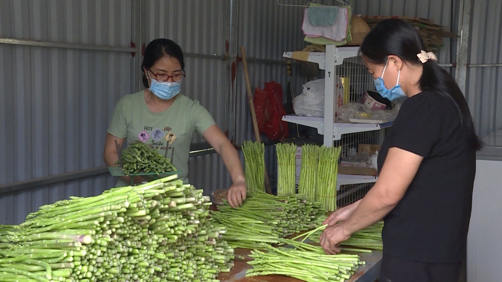 Trồng thứ cây trông như cây cảnh, không phải cây tre, trồi lên vô số mầm măng mập mạp, nông dân Thái Bình đổi đời - Ảnh 3.