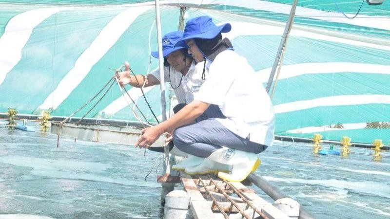 Nhật Bản hỗ trợ mô hình nuôi tôm tiết kiệm năng lượng sử dụng sinh khối - Ảnh 1.
