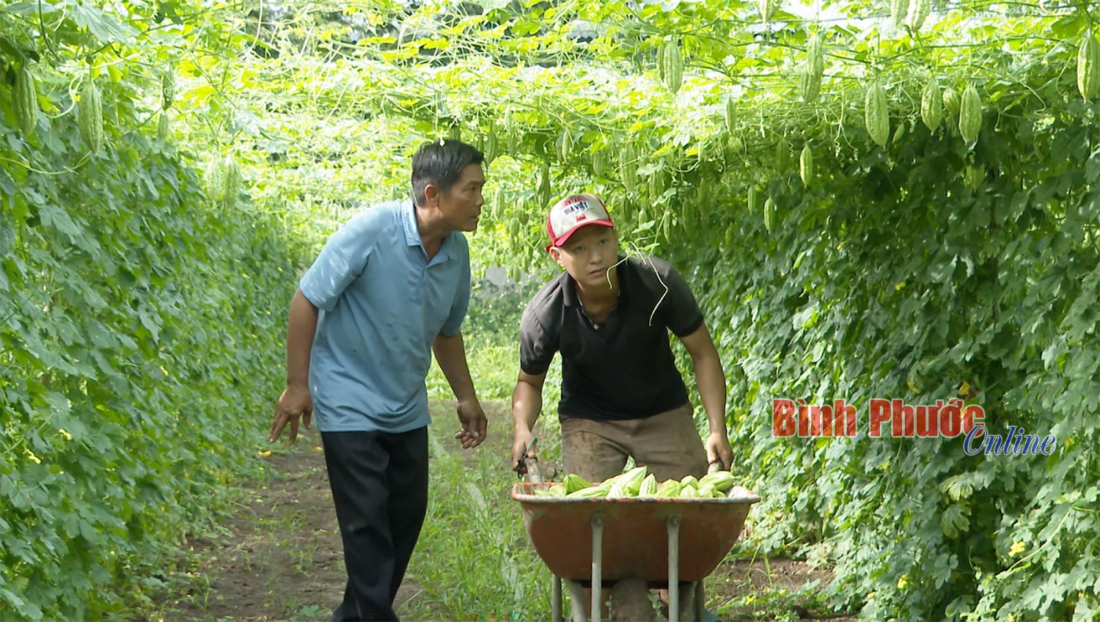 Trồng ớt dưới tán cao su, trồng dưa lưới công nghệ cao-những mô hình làm giàu lạ mà hay ở Bình Phước - Ảnh 2.