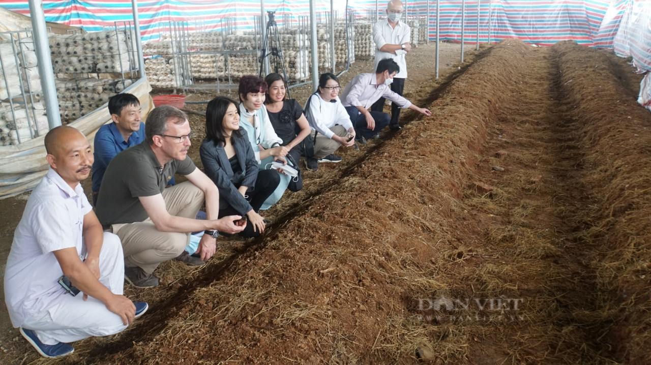 "Mỏ nấm" tiền tỷ dưới mái năng lượng mặt trời - Ảnh 3.