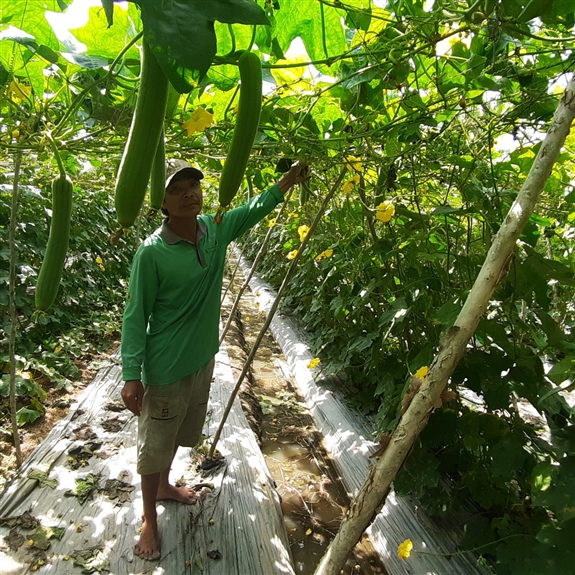 Trồng thứ mướp xào hay nấu canh đều thơm khắp xóm, nông dân Hậu Giang "đút túi" cả triệu đồng/ngày - Ảnh 1.