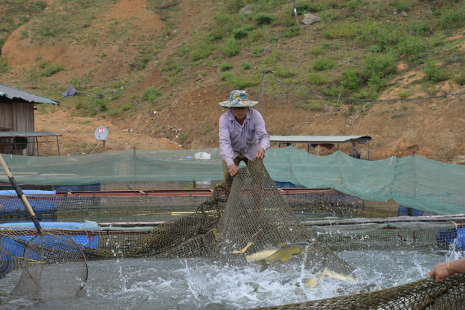 n-tieu-thu-san-pham-thuy-san-cuoi-nam-va-dip-tet-nam-2022-2357_20211213_179.jpg Cùng với khai thác tiềm năng mặt nước, Sơn La đang hướng người dân tới nghề nuôi bền vững, đi đôi với bảo vệ môi trường sinh thái, tái tạo nguồn lợi thủy sản. Ảnh: BDT.