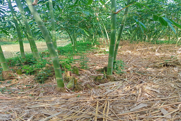 Ông nông dân Hậu Giang trồng tre kiểu gì mà măng mọc la liệt, hễ cắt là bán hết sạch? - Ảnh 2. Ông nông dân Hậu Giang trồng tre kiểu gì mà măng mọc la liệt, hễ cắt là bán hết sạch? - Ảnh 2.