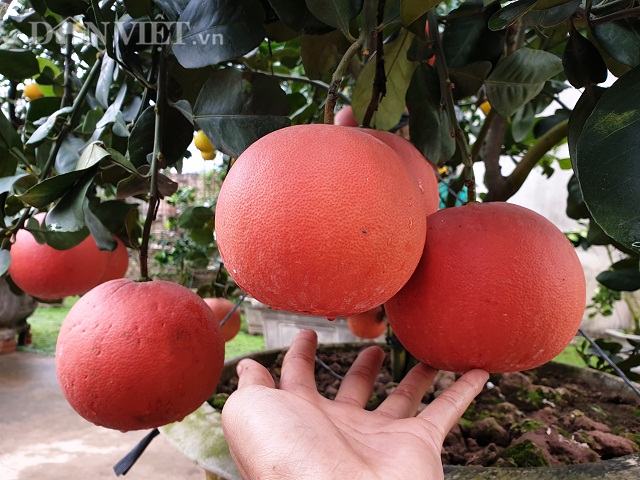 4 loại quả cứ đến Tết lại đắt hàng, có loại cả triệu đồng/quả - Ảnh 1.