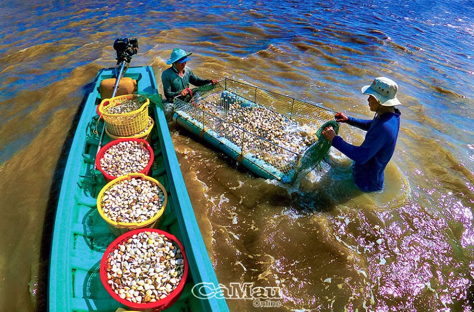 Dùng lưới sàn bắt con gì mà nông dân xã này ở Cà Mau cứ đóng bao là có người mua hết sạch? - Ảnh 1.