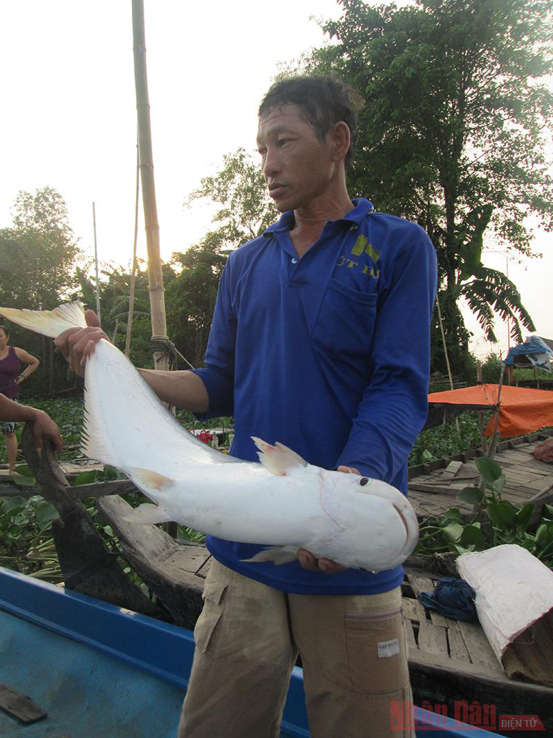 An Giang: Cá bông lau to bự bắt ở sông Vàm Nao ngày càng hiếm, nhưng bán rẻ vẫn ít người mua, vì sao vậy? - Ảnh 2.