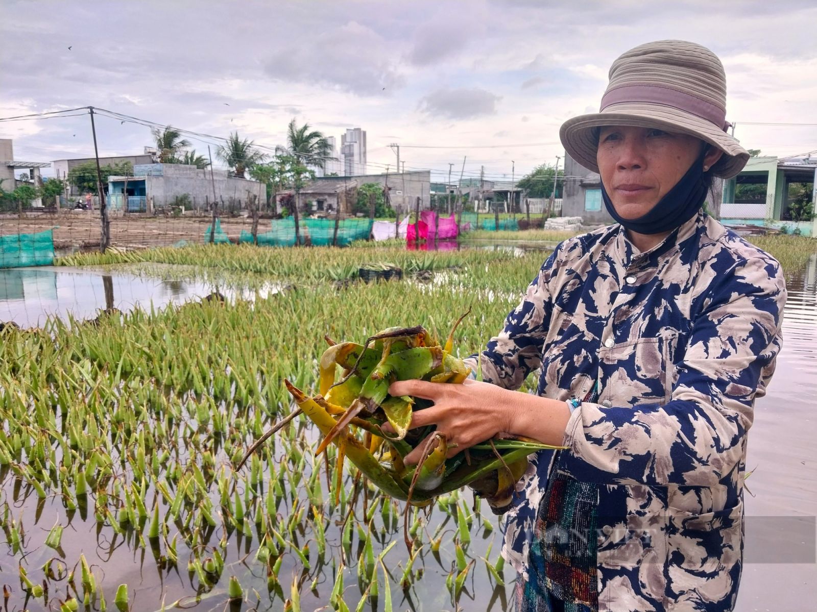 Ninh Thuận: Hằng trăm hecta rau màu phục vụ tết nguyên đán chìm trong biển nước - Ảnh 3.