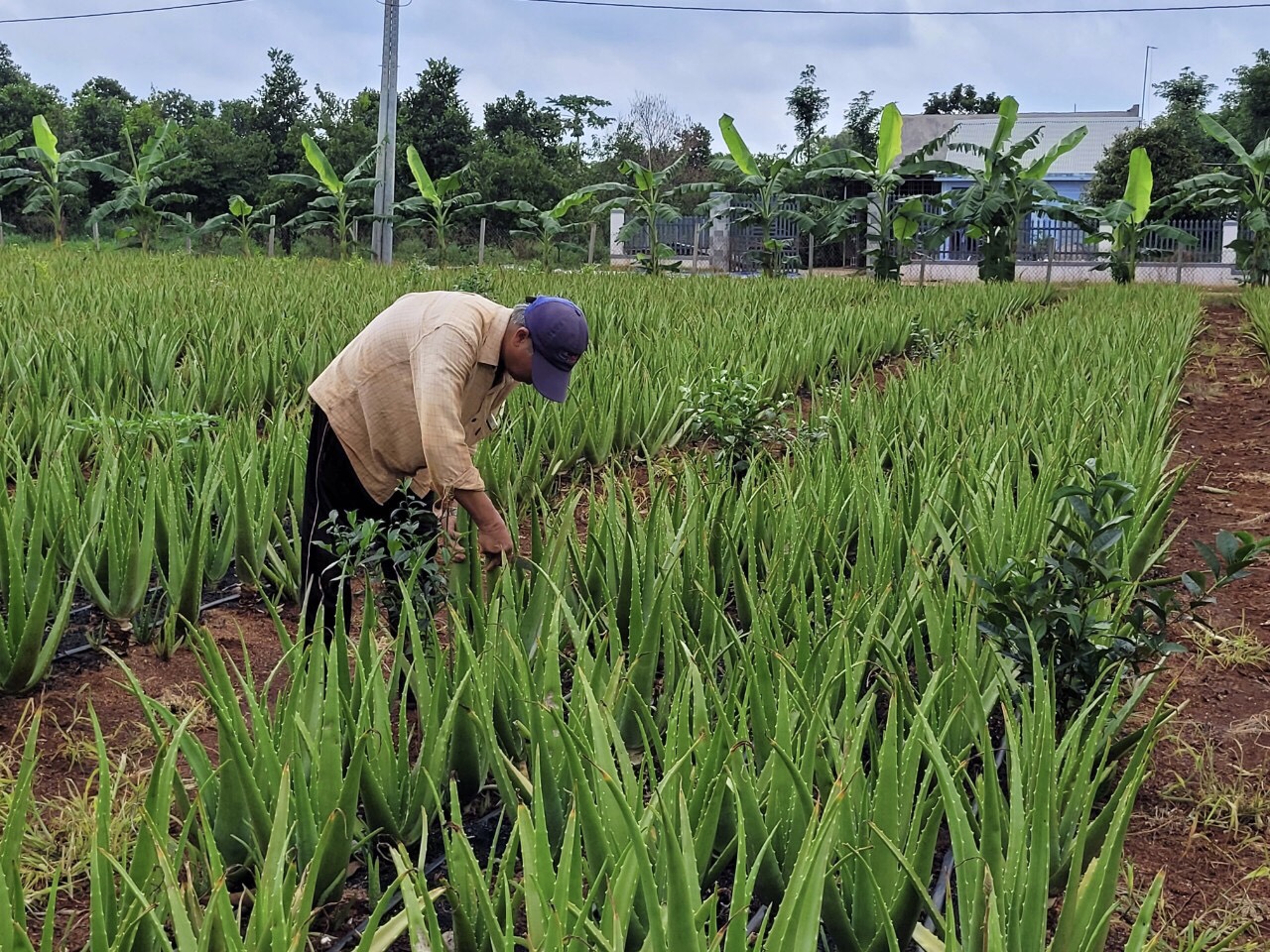 Trồng thứ cây lá đâm tua tủa lên trời như vườn cây cảnh, ai ngờ nông dân Bà Rịa-Vũng Tàu bán đắt hàng - Ảnh 1.