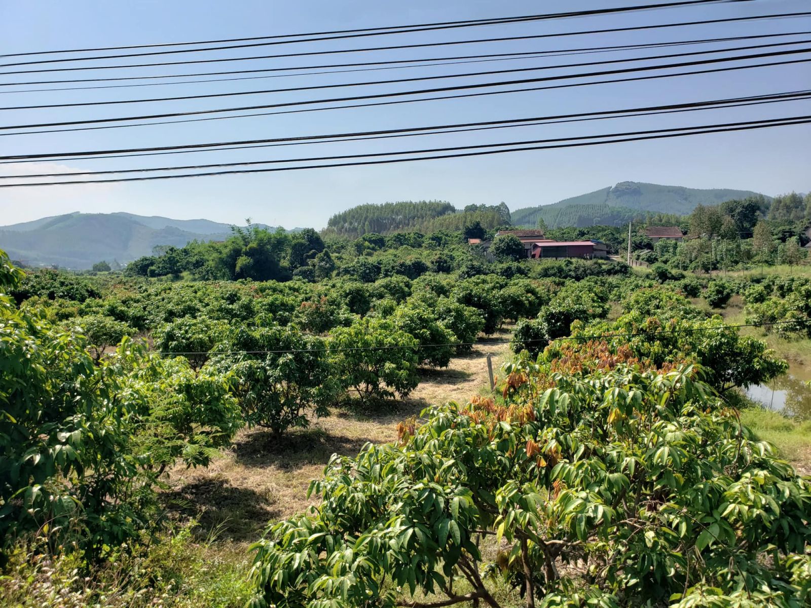 Bí quyết chăm sóc vườn nhãn sai trĩu, có chùm nặng đến 3kg của nông dân Bắc Giang - Ảnh 3.