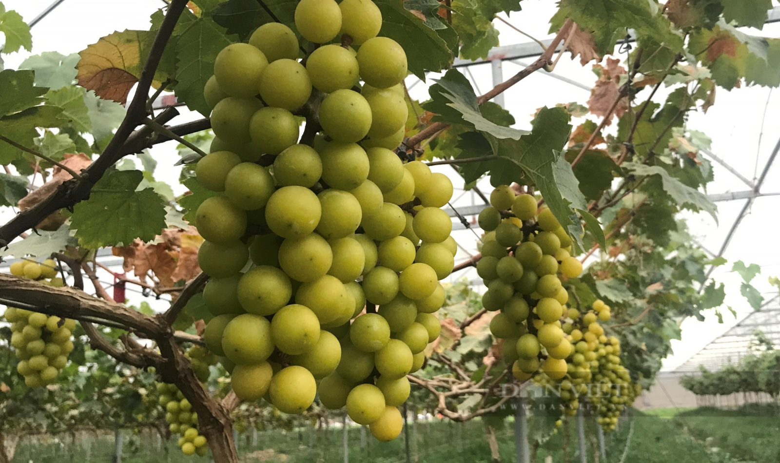 Trang trại công nghệ cao đẹp như phim trồng đủ thứ rau sạch bằng phương pháp hữu cơ, dân thành phố tranh nhau mua - Ảnh 5.