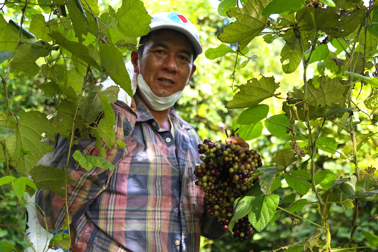 Loại quả mọc hoang đầy rừng thành từng chùm vắt vẻo lùm cây màu tím sậm, căng bóng vào mùa được săn lùng - Ảnh 5.