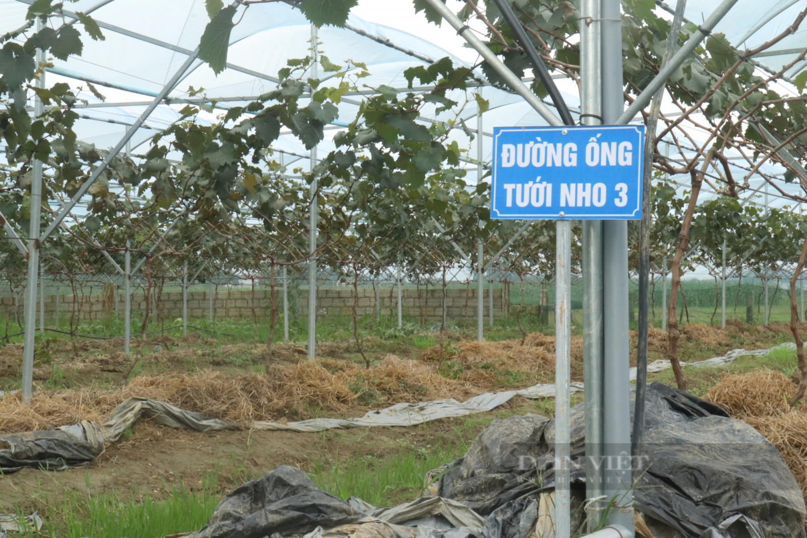 Mang cây đắt tiền lên núi trồng, anh nông dân bị cho là “gàn” nhưng sau đó khiến mọi người bất ngờ - Ảnh 3.