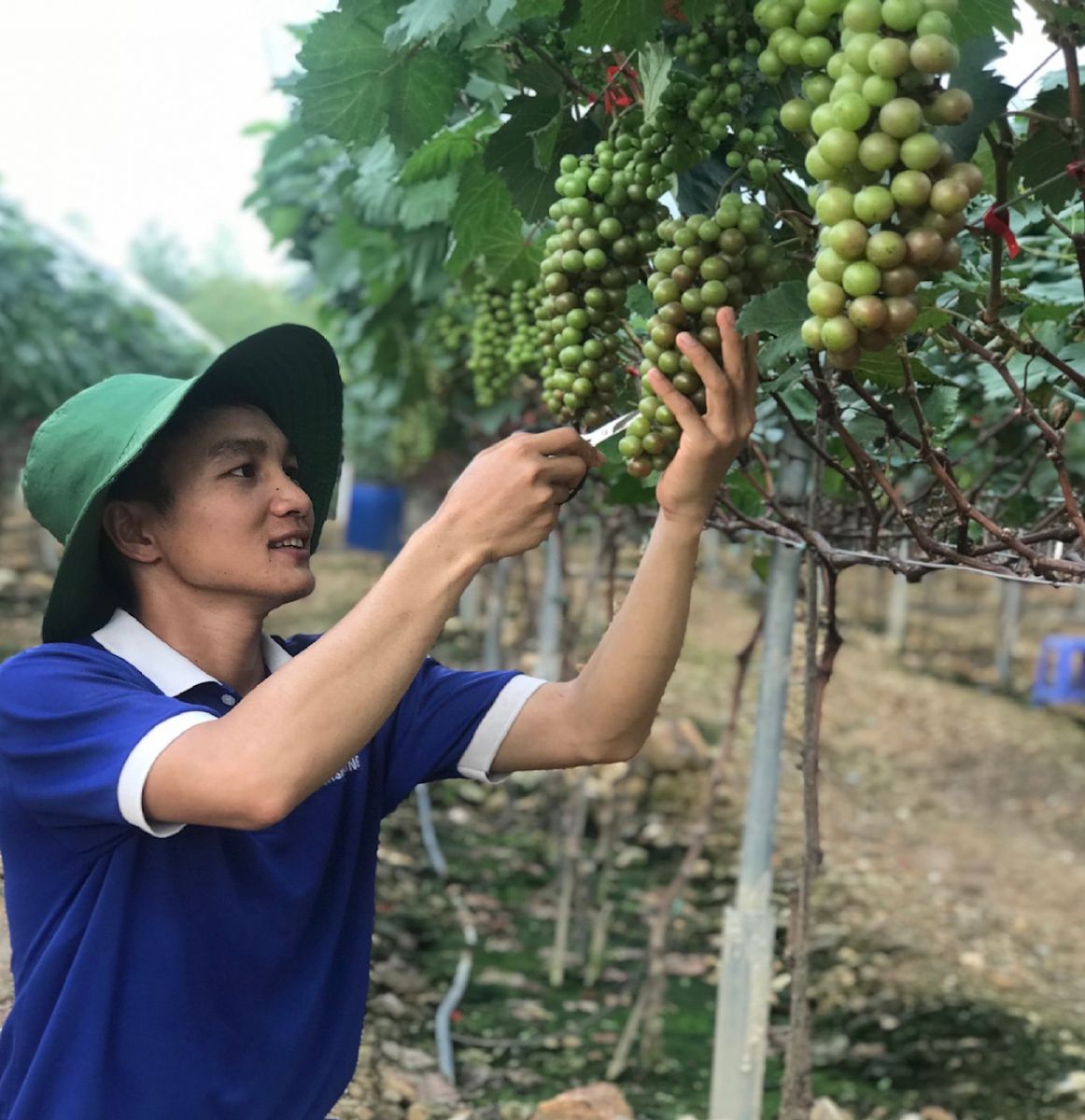 Từ kỹ sư cơ khí làm cho Samsung lương cao, Lưu Văn Hải, xã Trung Mỹ, huyện Bình Xuyên, tỉnh Vĩnh Phúc về quê trồng nho Hạ đen và nho mẫu đơn. Trong ảnh, Hải đang chăm sóc những cây nho Hạ đen ra từng chùm trái căng mọng. Ảnh: Xuân Hậu.