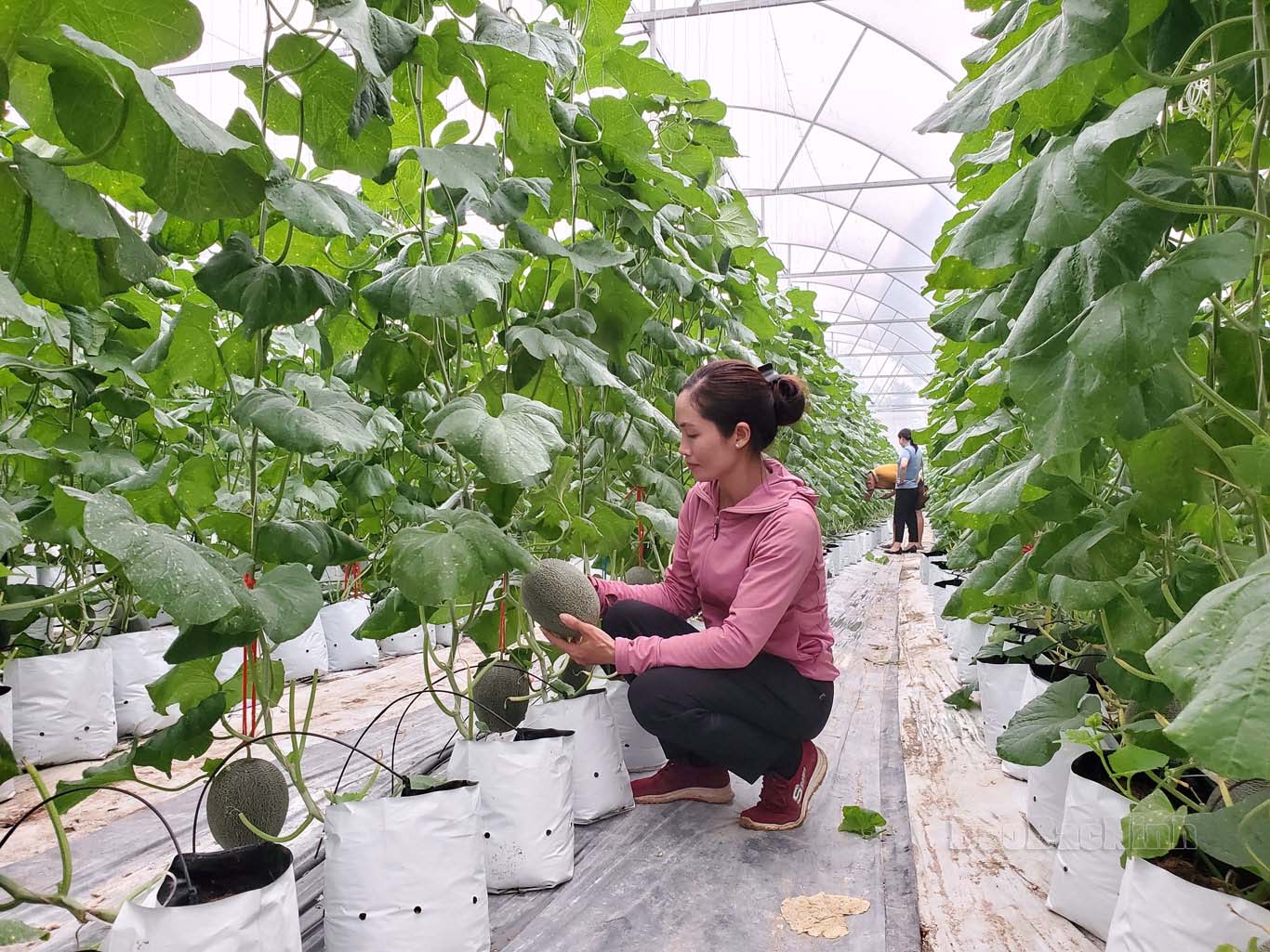 Nông dân Bắc Ninh phát triển nhiều mô hình hiệu quả từ vốn Quỹ HTND - Ảnh 2. Nông dân Bắc Ninh phát triển nhiều mô hình hiệu quả từ vốn Quỹ HTND - Ảnh 2.